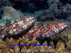 TWIX. Sweet couple of lizardfishes. Canon 40D, SIGMA 50mm... by Alexander Nikolaev 